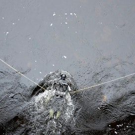 Kuvassa Luken tutkimusassistentti puhdistaa Utsjoessa kala­laskureita mäkäräisten toukista.