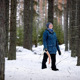 Kouvolalainen Marika Hänninen haluaa hakata metsiään jatkuvan kasvatuksen opein. Tiheänä kasvanut kuusikko on osoittautunut varsinaiseksi murheenkryyniksi.