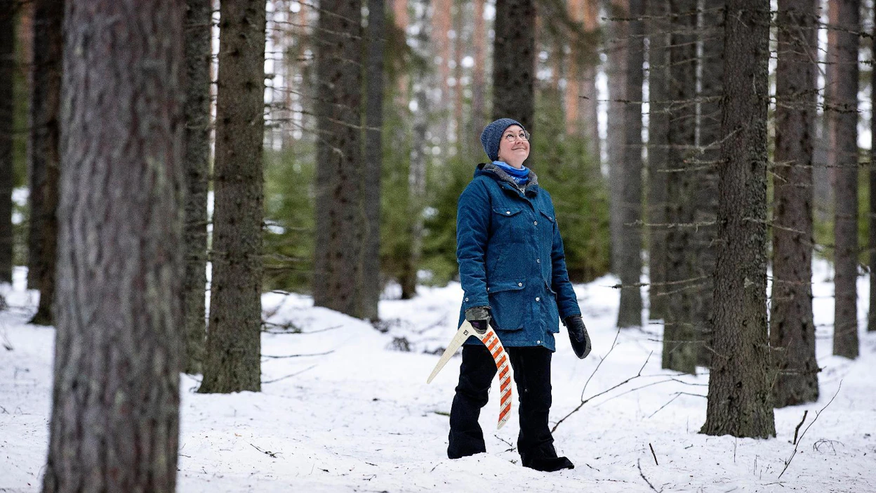 Kouvolalainen Marika Hänninen haluaa hakata metsiään jatkuvan kasvatuksen opein. Tiheänä kasvanut kuusikko on osoittautunut varsinaiseksi murheenkryyniksi.
