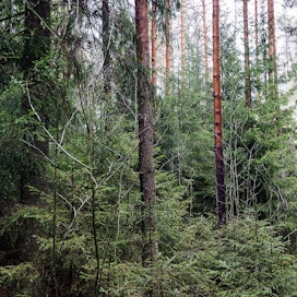 Monitoiminnallisuuden turvaamiseksi jatkuvaa kasvatusta tulisi käyttää Jyväskylän yliopiston tutkimuksen mukaan noin 75 prosentilla metsäalasta.