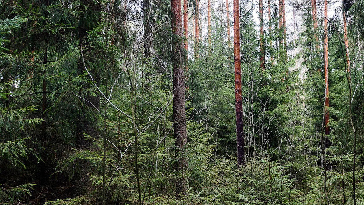 Monitoiminnallisuuden turvaamiseksi jatkuvaa kasvatusta tulisi käyttää Jyväskylän yliopiston tutkimuksen mukaan noin 75 prosentilla metsäalasta.