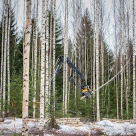 MTK muistuttaa, että Suomessa istutetaan 150 miljoonaa puuta vuodessa ja hoidetaan metsiä tavalla, joka luo pohjan kasvaville hiilinieluille. Kuvassa harvennushakkuu.