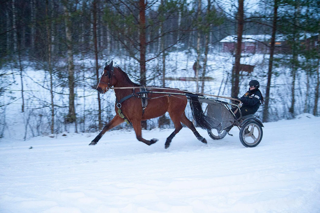 Anniina Lindfors on huolissaan raviharrastajien puolesta. ”Erilaisia maksuja tulee koko ajan lisää. Jos ajatellaan, että harrastajalla on hevonen, joka kilpailee muutaman kerran vuodessa, niin starttia kohden maksettavaa tulee jo aika paljon. Jos rahalle saisi vastinetta, niin se olisi eri asia. Mutta esimerkiksi kilpailuvakuutus ei korvaa enää käytännössä mitään.”