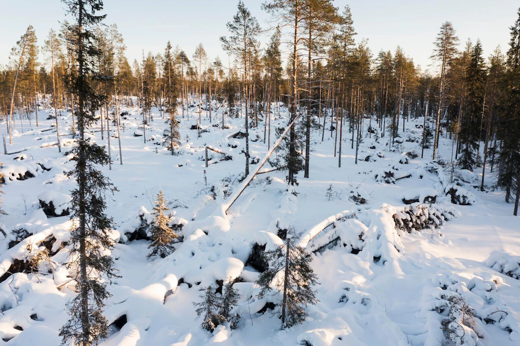 Poroja on jäänyt jumiin kaatuneiden puiden väliin ja kuollut sinne, Taivalkosken paliskunnan poroisäntä kertoo.