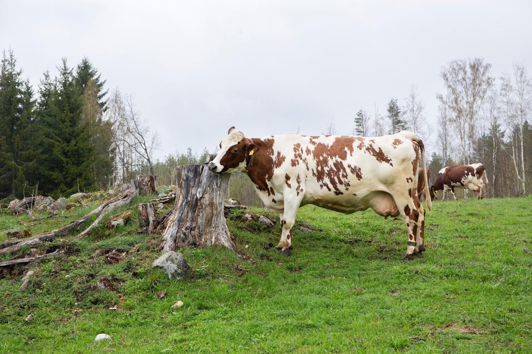 Maitotiloja oli Luken mukaan kesäkuussa 5 992.
