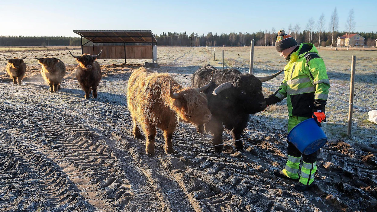 Tuomolan karjatilan isäntä Sakari Isohanni ei pidä kohtuullisena, jos turvepeltojen raivauksia lähdetään rajoittamaan.