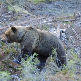 Karhujen tapaturmat liittynevät usein siihen, että karhut haistavat rautojen suojukseen kätketyn syötin ja työntävät tassunsa suoraan rautoihin.