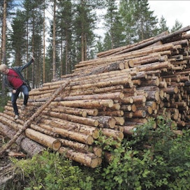 Metsäkeskuksen metsäneuvoja Ari Lemetti mittailee matkan varrelle osunutta mäntypinoa. Pinon muoto viittaa siihen, että ylimmät puut on kuljetettu pois hyönteistuhojen ehkäisemiseksi. Saara Olkkonen