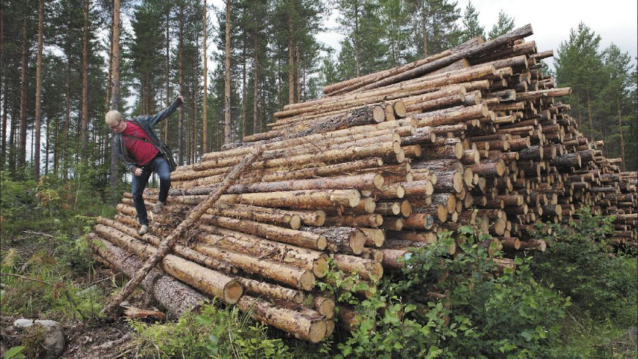 Metsäkeskuksen metsäneuvoja Ari Lemetti mittailee matkan varrelle osunutta mäntypinoa. Pinon muoto viittaa siihen, että ylimmät puut on kuljetettu pois hyönteistuhojen ehkäisemiseksi. Saara Olkkonen