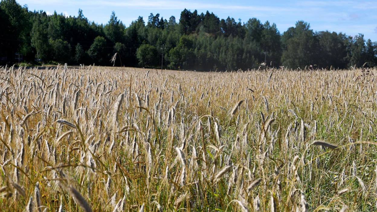 Kuka hyötyy pellosta eniten, sitä viljelevä vai sen omistava?