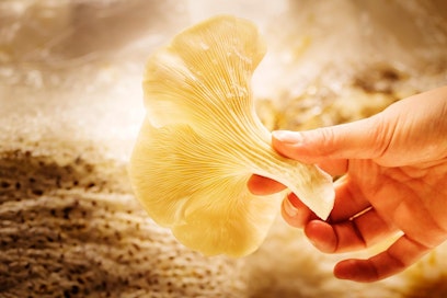 Sieninahkaa valmistetaan pääasiassa rihmastoista, mutta jalostus onnistuu myös lakeista.