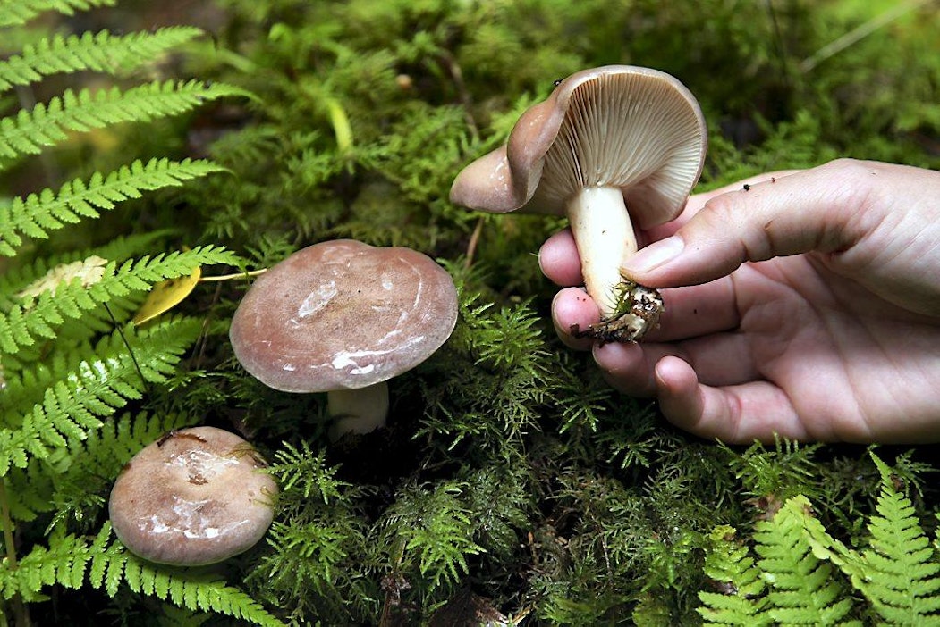 Sieni, sienestys, haaparousku, metsä, syksy.