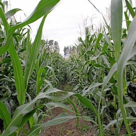 Hyönteisarmeijasta toivotaan apua esimerkiksi kuivuuden vaivaamaan maissikasvustoon.