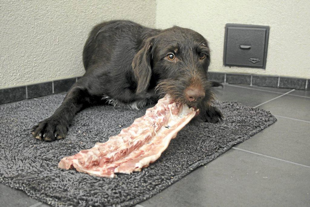 Yhä useampi koira syö raakaruokaa - Ruoka - Maaseudun Tulevaisuus