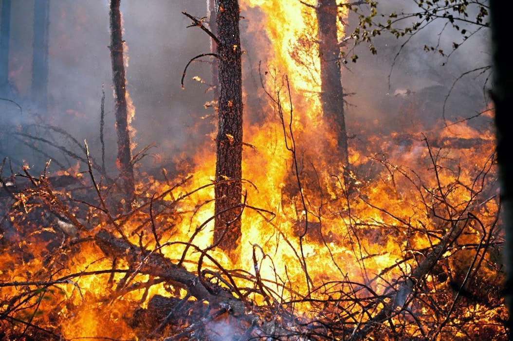 Lämpenevä ilmasto lisää metsäpaloriskiä.
