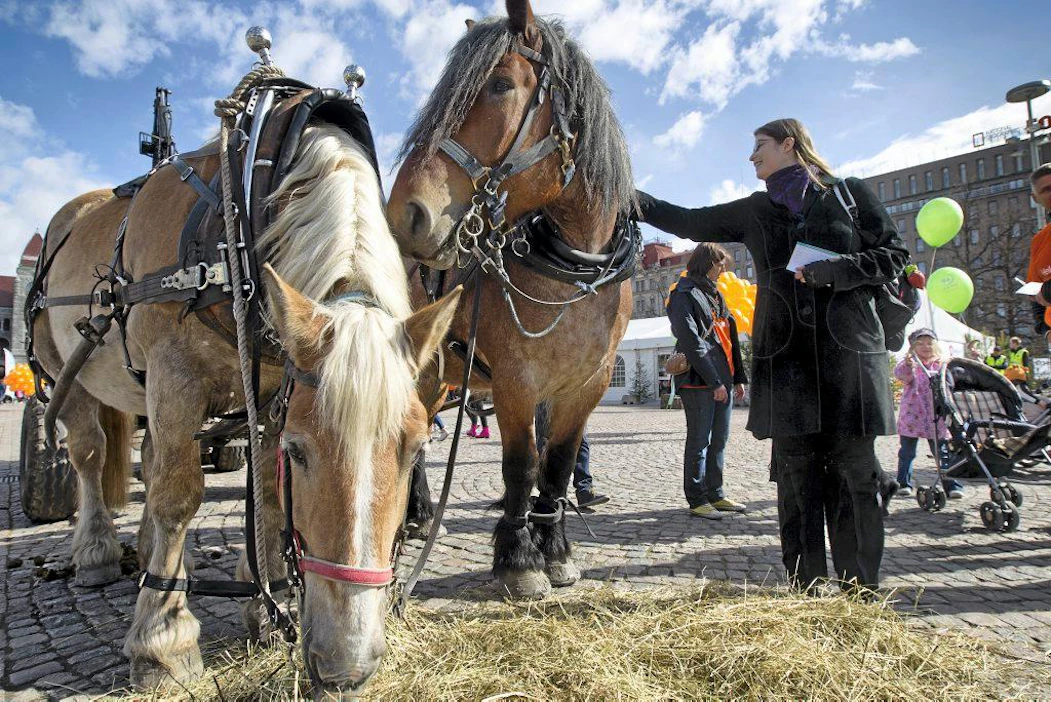 Helsingin OP ja Metsänhoitoyhdistykset järjesti torstaina Meidän metsä -tapahtuman rautatientorilla. Anna Lentiäinen huomasi työhevoset torilla. "Oli pakko tulla rapsuttamaan".