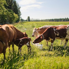 Yksi heinäkuusta syyskuulle kestäneen lausuntokierroksen kysymys on koskenut muun muassa lehmien hyvinvoinnin edellytyksiä.