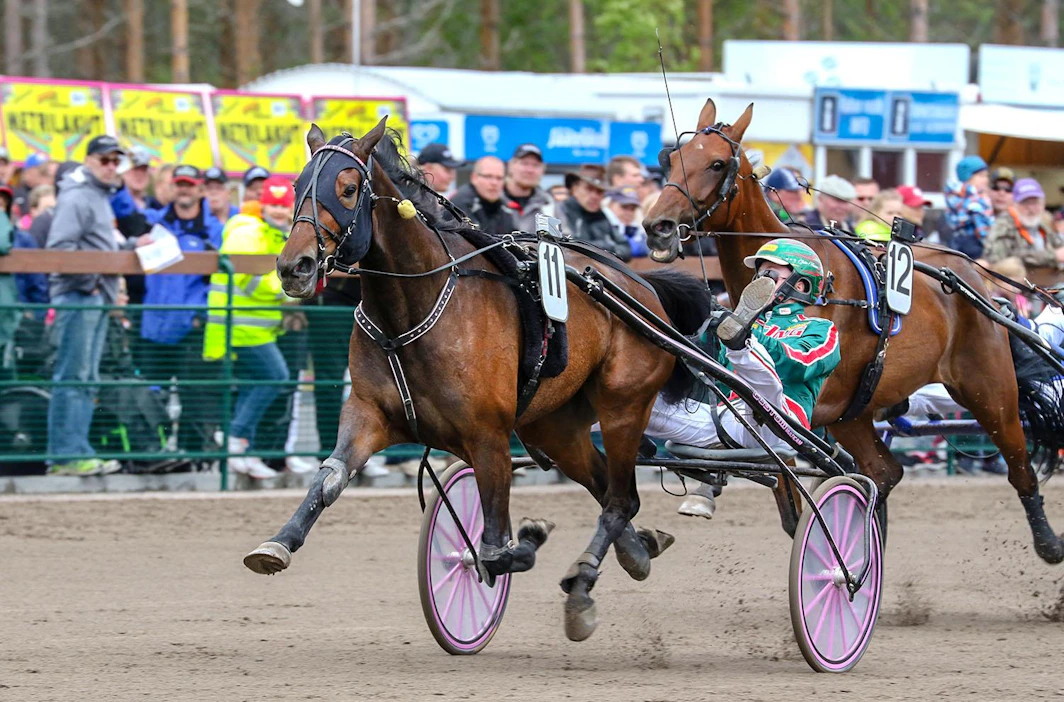 Viime syksynä Derby-finaalissakin ollut Golda Paris tykitti tammalähdössä selvään voittoon. Seuraavaksi se kilpailee Kaustisella viisivuotiaiden Isla-ajossa.