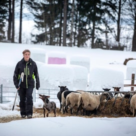 Tammelassa lampaita kasvattava Kristiina Liinaharja kertoo, että tilan lammastalous on erikoistumisen vuoksi ollut aina kannattavaa. Tukien osuus tilan tuloista on alle neljännes.