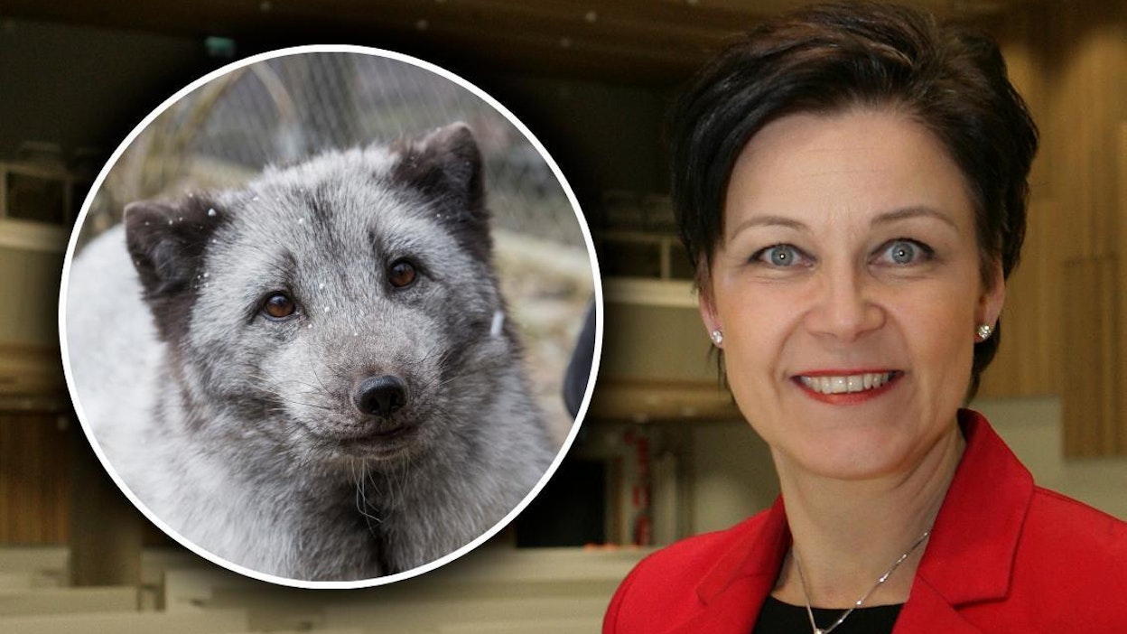"Minä en halua, että tällaisen takia Suomeen tuodaan sikarutto, jota muuten kaikin tavoin yritetään välttää", toteaa Suomen turkiseläinten kasvattajain liiton Fifurin toiminnanjohtaja Marja Tiura.