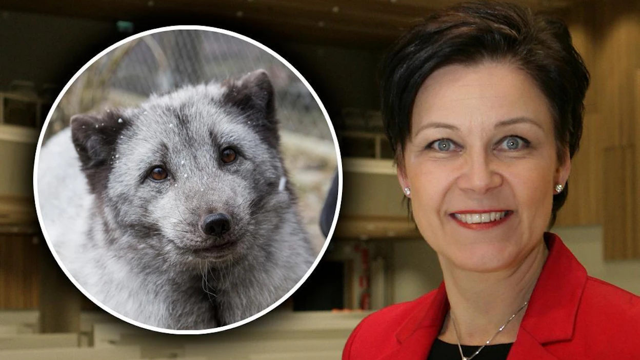"Minä en halua, että tällaisen takia Suomeen tuodaan sikarutto, jota muuten kaikin tavoin yritetään välttää", toteaa Suomen turkiseläinten kasvattajain liiton Fifurin toiminnanjohtaja Marja Tiura.