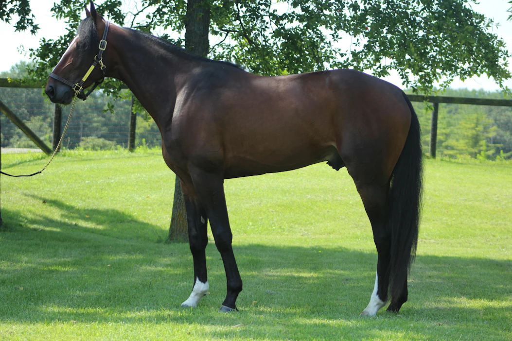 Hambon suosikeihin kuulunut Long Tom 09,7 ja 410513 dollaria (Muscle Hill) oli AMG Stable Oy:n osaomistama. Nykyään Long Tom on siitosoriina Ohiossa.