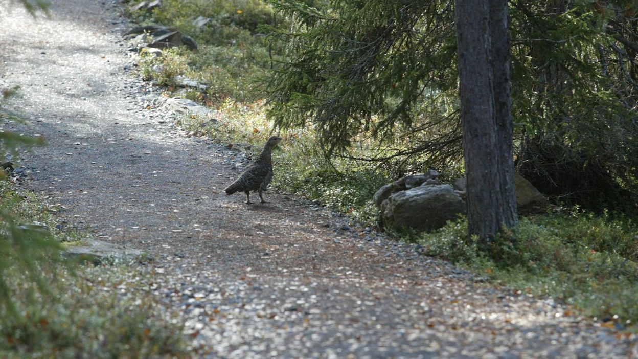 Metsojen pyynti elävänä alkaa Keski-Suomessa huhtikuun alussa, jos hallinto-oikeus ei puolla valituksen täytäntöönpanokieltoa.