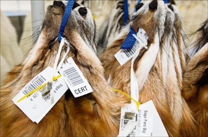 Ketun-nahkojen hinnat jäivät 10–20 prosenttia viime talven ennnätys-hinnoista. Markku Vuorikari