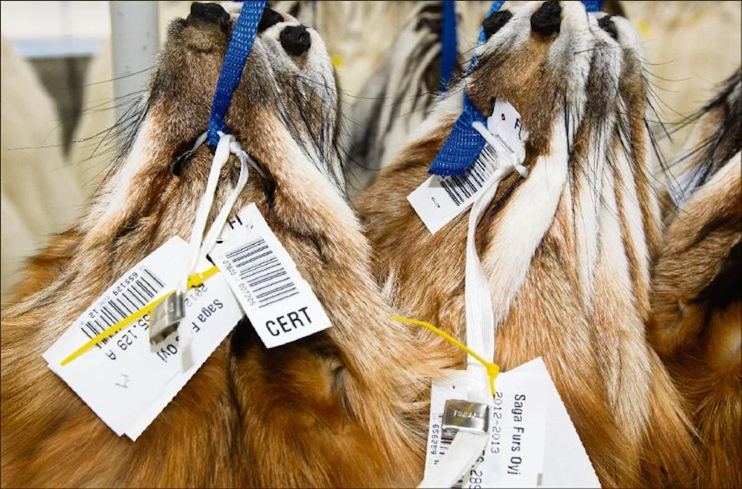 Ketun-nahkojen hinnat jäivät 10–20 prosenttia viime talven ennnätys-hinnoista. Markku Vuorikari