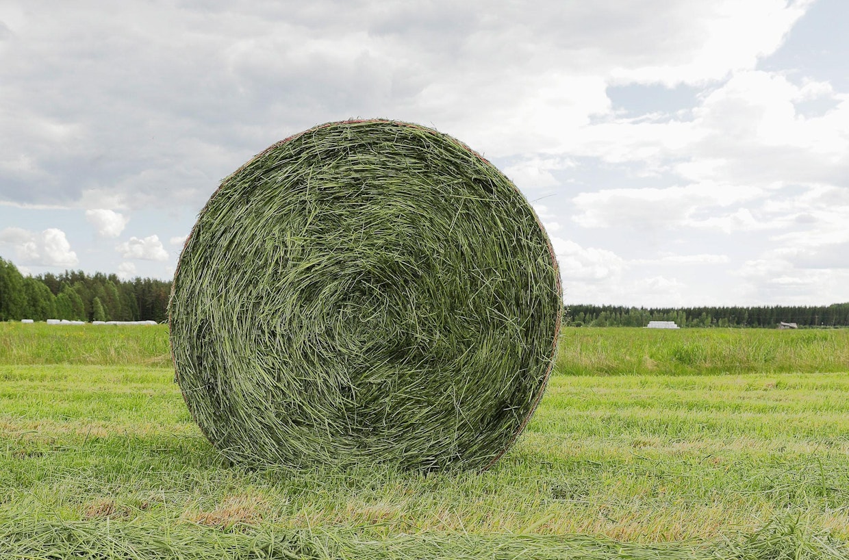 Heinäkuun nimen alkuperä on selvä.