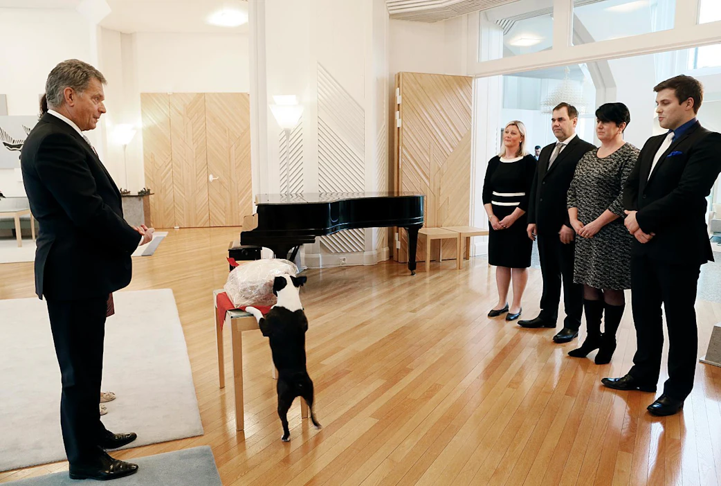 Presidenttipari rouva Jenni Haukio ja presidentti Sauli Niinistö ovat useana jouluna vastaanottaneet Maataloustuottajain Vehmaan yhdistys ry:n joulukinkun. Lennu nuuski kinkkua jouluna 2016.