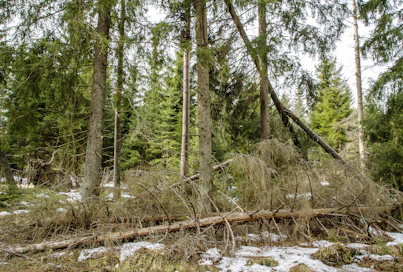 Kirjoittajien mielestä hakkuiden lisääminen pienentää hiilinielua.