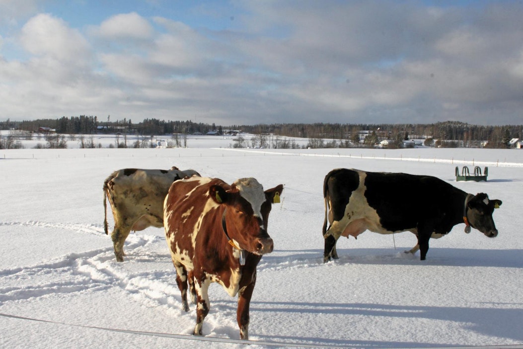 Arkistokuva. Kuvan lehmät eivät liity tapaukseen, vaan ne jaloittelevat aitauksessa.