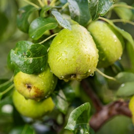 Päärynän viljelyala on kasvanut Suomessa.