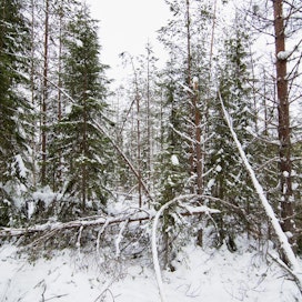 Lumituhojen selvittely jatkuu kesään saakka. Metsäkeskus tutkii, voiko tuhokohteita havaita satelliittikuvien avulla.