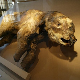 Muumioitunut mammutti Helsingissä järjestetyssä mammuttinäyttelyssä vuonna 2003.