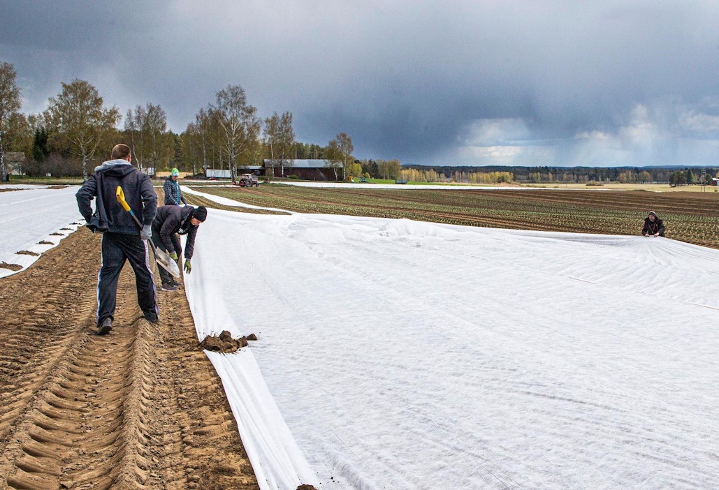 Kausityövoimaa tarvitaan esimerkiksi vihannestiloilla.