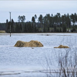 Siikajoen Saarikoskella tulvi maanantaina. Kuva on tilan pihapiiristä. Siikajoen virtaama saavutti huippunsa uudenvuodenaattona. Vesa Joensuu