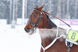 Exuberance on juossut urallaan 90 starttia, joista voittoja on 23. Talli Elämänilon omistaman 11,6-aikaisen ruunan voittosumma on 86 340 euroa.