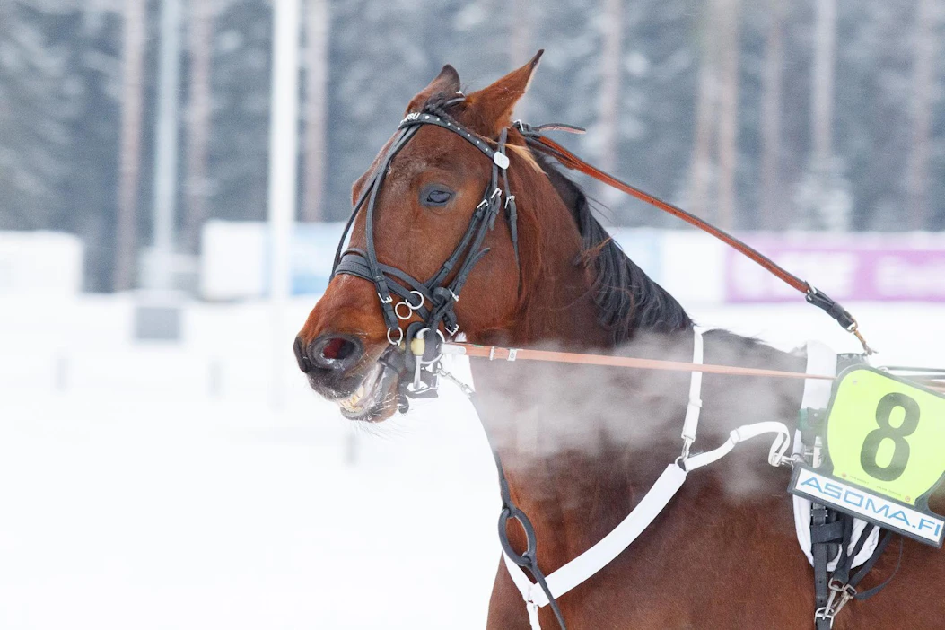 Exuberance on juossut urallaan 90 starttia, joista voittoja on 23. Talli Elämänilon omistaman 11,6-aikaisen ruunan voittosumma on 86 340 euroa.