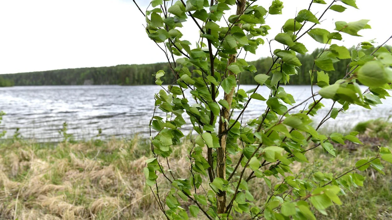Etelä-Savoon ja Etelä-Karjalaan voi iltaa kohti mentäessä kehittyä runsaitakin sateita ja puuskaista tuulta.
