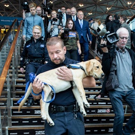 Koiranohjaaja ja tullitarkastaja Kimmo Linden esitteli tiistaina medialle nelikuukautista labradorinnoutaja Ricoa. Se aloittaa ruokakoiran tehtävässä ensi kesänä Helsinki-Vantaan lentoasemalla.