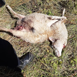 Kahdeksan Tyynelän lampaista joutui susien tappamaksi