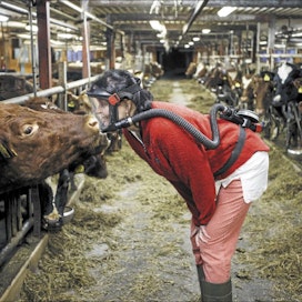 Heidi Jaatiselle lehmien hoito iltapäivisin on hyvää aikaa ajatella. Navettatöitä hän kuvaa ”luontevaksi hommaksi, jossa syntyy intuitiivinen yhteys eläimiin”. Tässä hän juttelee Laki-lehmän kanssa. Pentti Vänskä