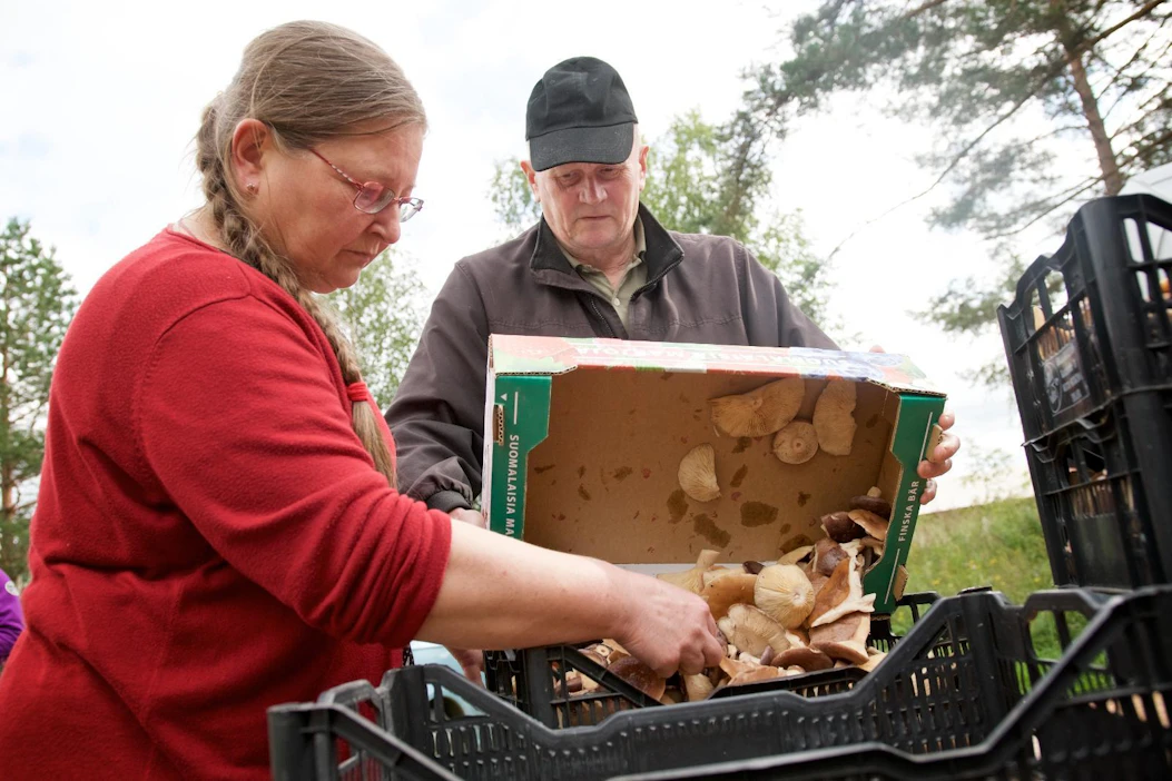 Parikkalalaiset Sirpa ja Reino Kiviaho toivat tiistaina Dalla Vallen Etelä-Karjalan ostopisteelle 11 kiloa haaparouskuja ja 6 kiloa kantarelleja.