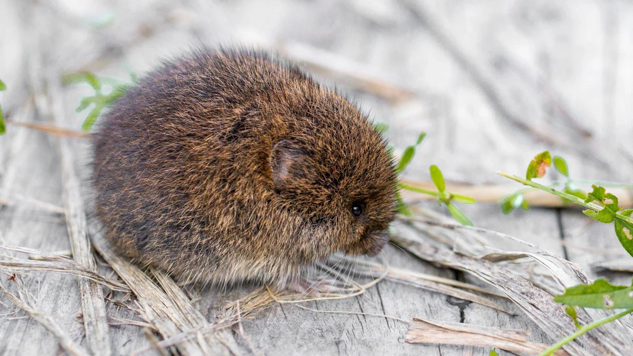 Tämän kevään seurannoissa alustavia merkkejä myyräkantojen toipumisesta havaittiin Etelä-Pohjanmaalla, Oulun ympäristössä sekä Kainuussa.