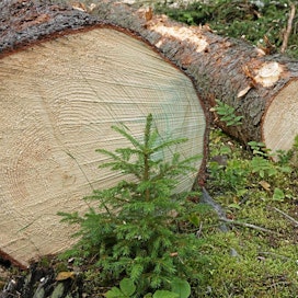 Suomella on EK:n mukaan jo vuosikymmenten näytöt kestävästä metsänhoidosta.