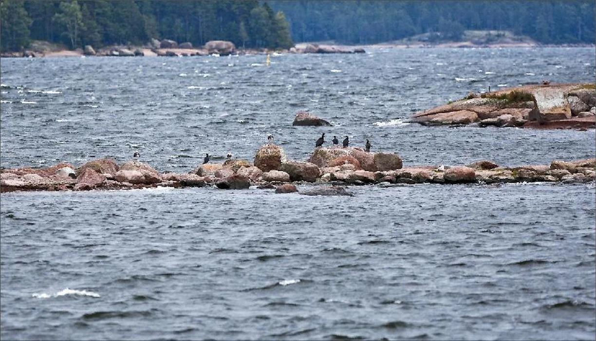 Odotamme tutkijoilta vihdoinkin selvitystä hylkeiden ja merimetsojen osuudesta lohen kuolleisuuden lisääntymiseen, kirjoittavat Sami Veneranta ja Maria Saarinen. Merimetsoja itäisen Suomenlahden kansallispuistossa. Kari Salonen