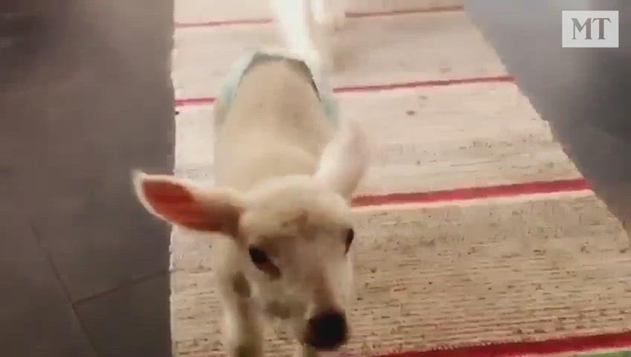 Pakkasyönä syntynyt Olivia on varttunut virkeäksi sisällä.