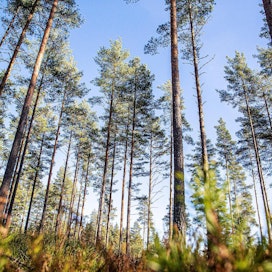 Suomen metsistä on uhattuna vain noin kolme prosenttia ja suurimmat riskit liittyvät uusien tautien ja tuholaisten leviämiseen, konsulttiyhtiö BCG:n arvioi.